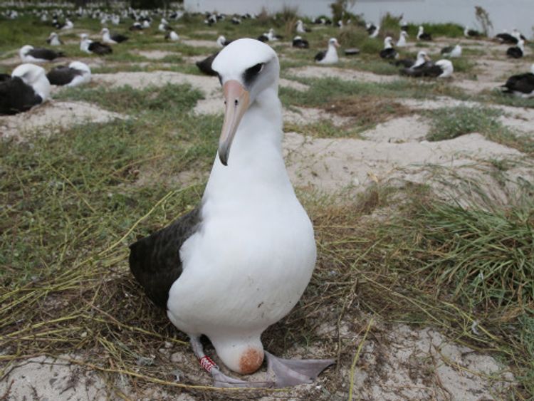 Wisdom The Albatross: World's Oldest Known Bird Lays Another Egg