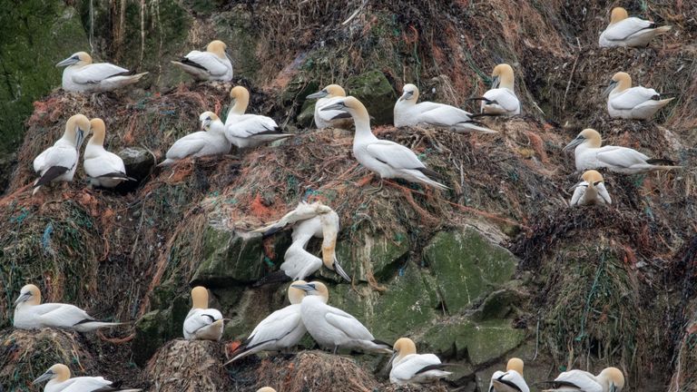 Gannet nests on Alderney have been polluted by plastic. Pic: Alderney Wildlife Trust