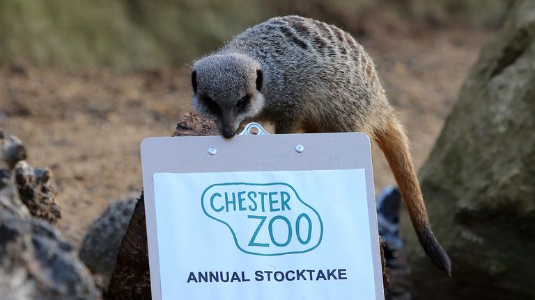 A fire has broken out at Chester Zoo. File pic