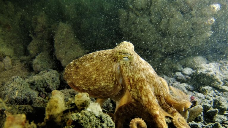 Divers in Falmouth Bay caught glimpse of the curled octopus in healthy numbers during the autumn months