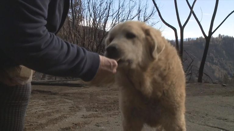 A dog that survived the California wildfire has been waiting at the burnt down remains of his home one month after the fire started. APTN