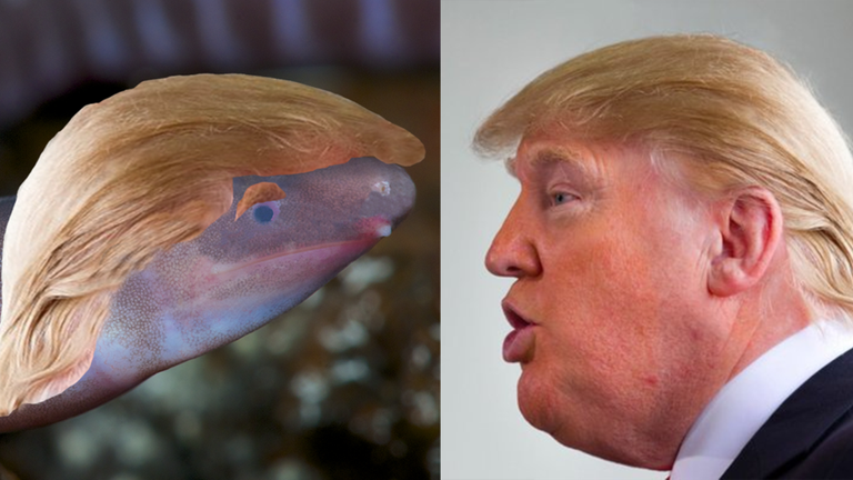 The caecilian has been named Dermophis donaldtrumpi after the US president. Pic: EnviroBuild