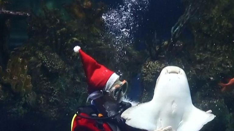 Father Christmas pays a visit to the fish at an aquarium in Malta