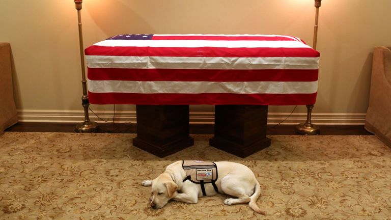 George HW Bush&#39;s service dog, Sully, lies in front of his master&#39;s flag-draped casket. Pic: jgm41