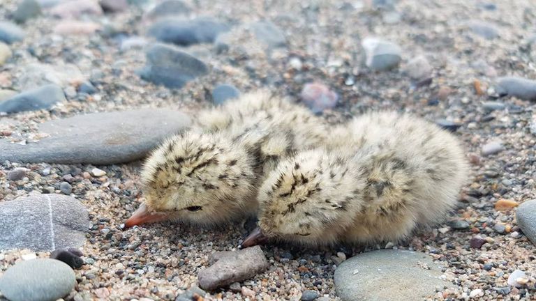 Two little terns on South Walney. Pic: Cumbria Wildlife Trust