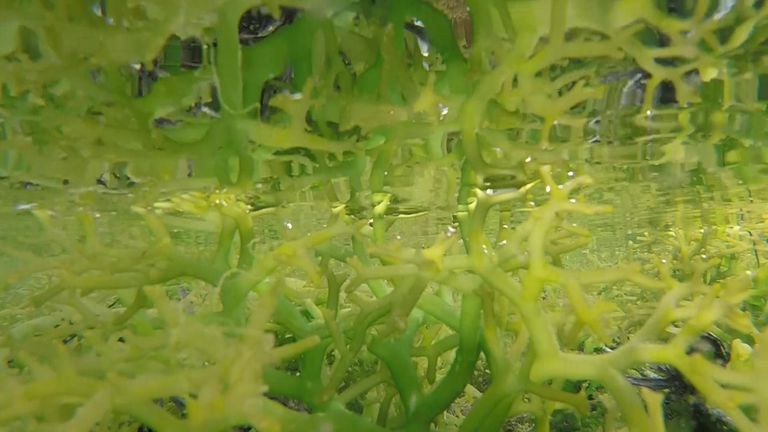 Can turning seaweed into plastic help Indonesia&#39;s pollution problem?