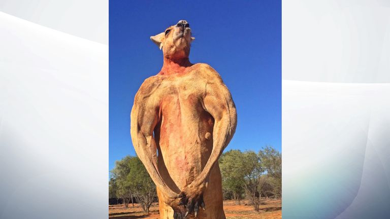 Roger was six feet seven inches tall. Pic: The Kangaroo Sancturary Alice Springs/Facebook