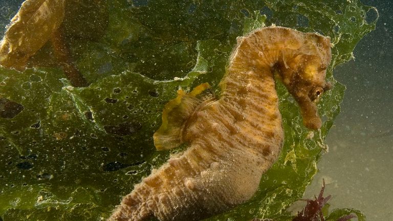 The rare short-snouted seahorse. Pic: Paul Naylor