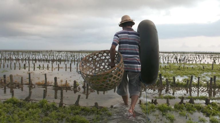 Nyoman Sudastra has been farming seaweed on Nusa Penida, an idyllic island next to Bali in Indonesia, for more than 20 years.