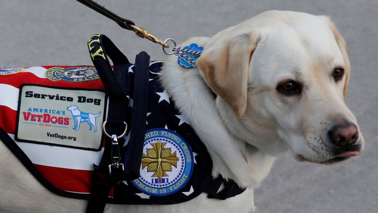 Sully the service dog visits casket of George HW Bush | World News ...