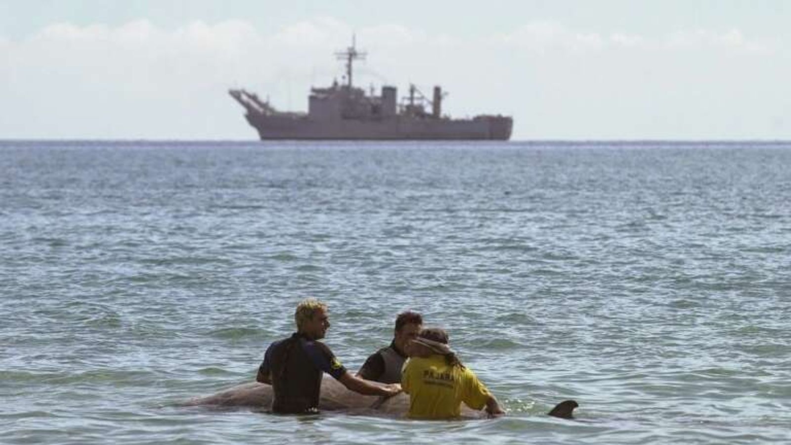 Sonar makes beaked whales suicidal - and now we know why | Science ...