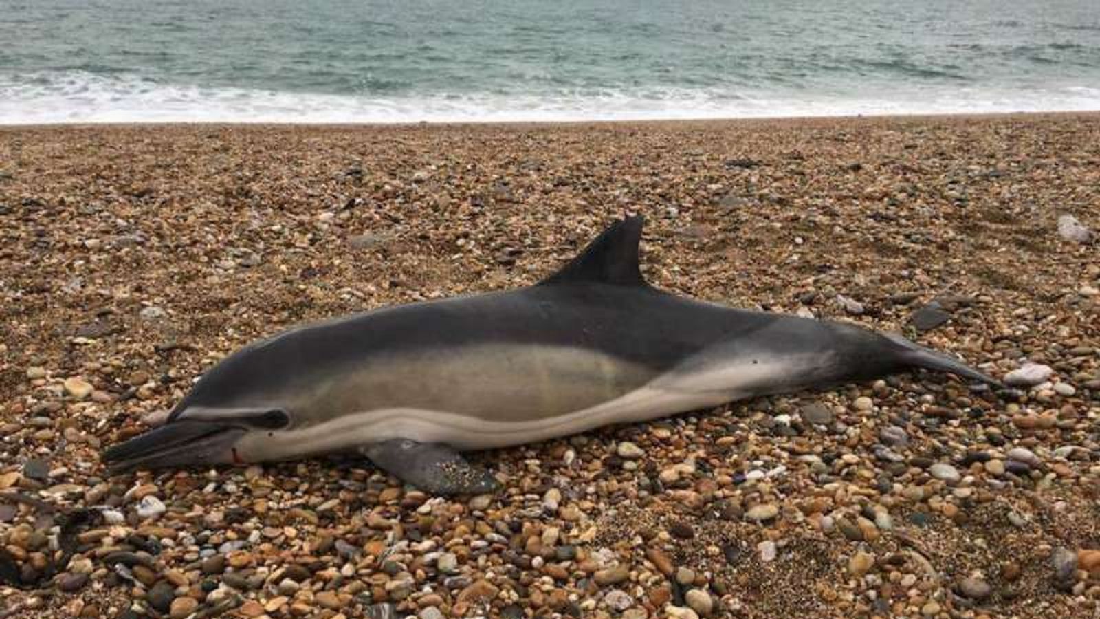 Plastics Found In The Guts Of UK's Seals, Dolphins And Whales | Science ...