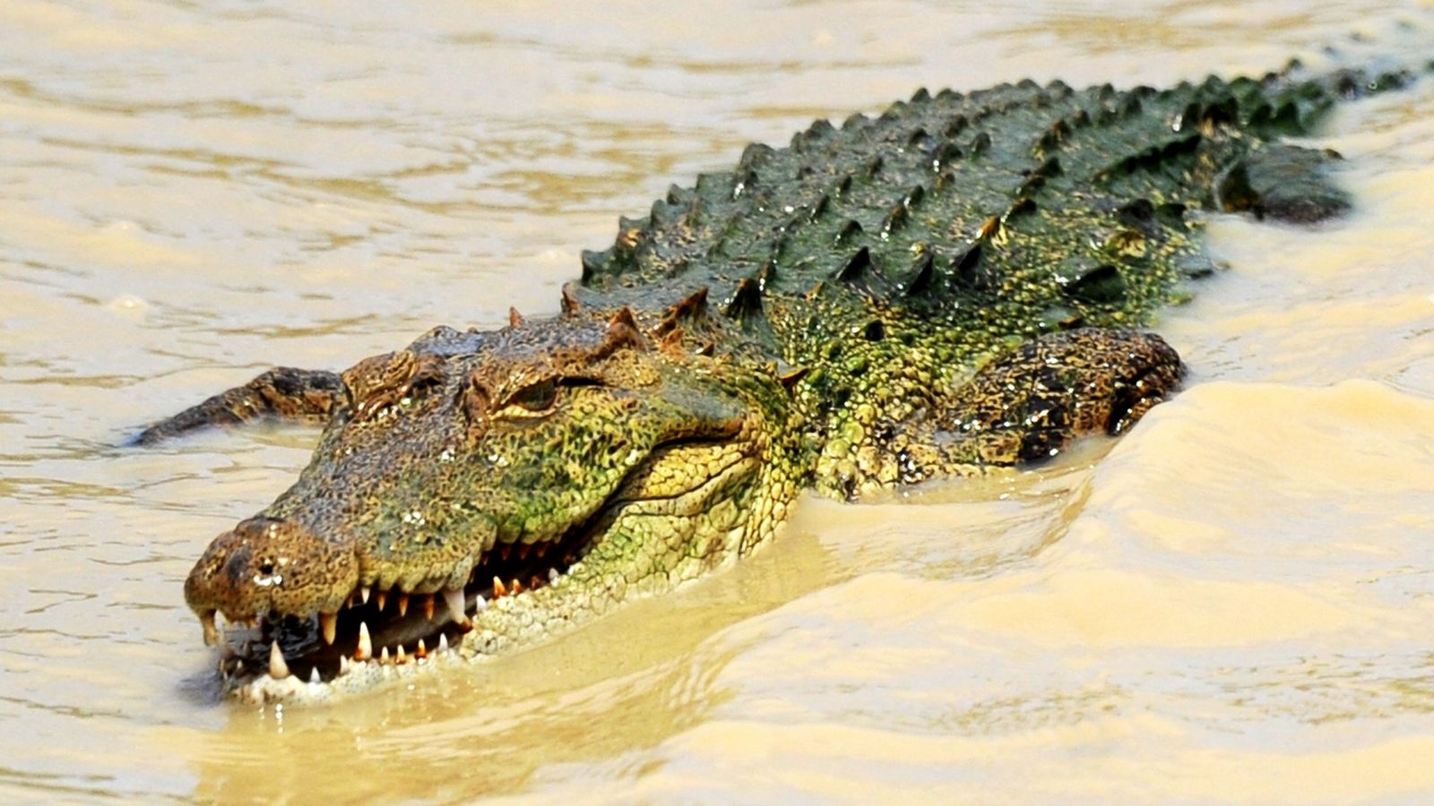 Revealed: Seven people treated by NHS in a year after crocodile attacks |  UK News | Sky News