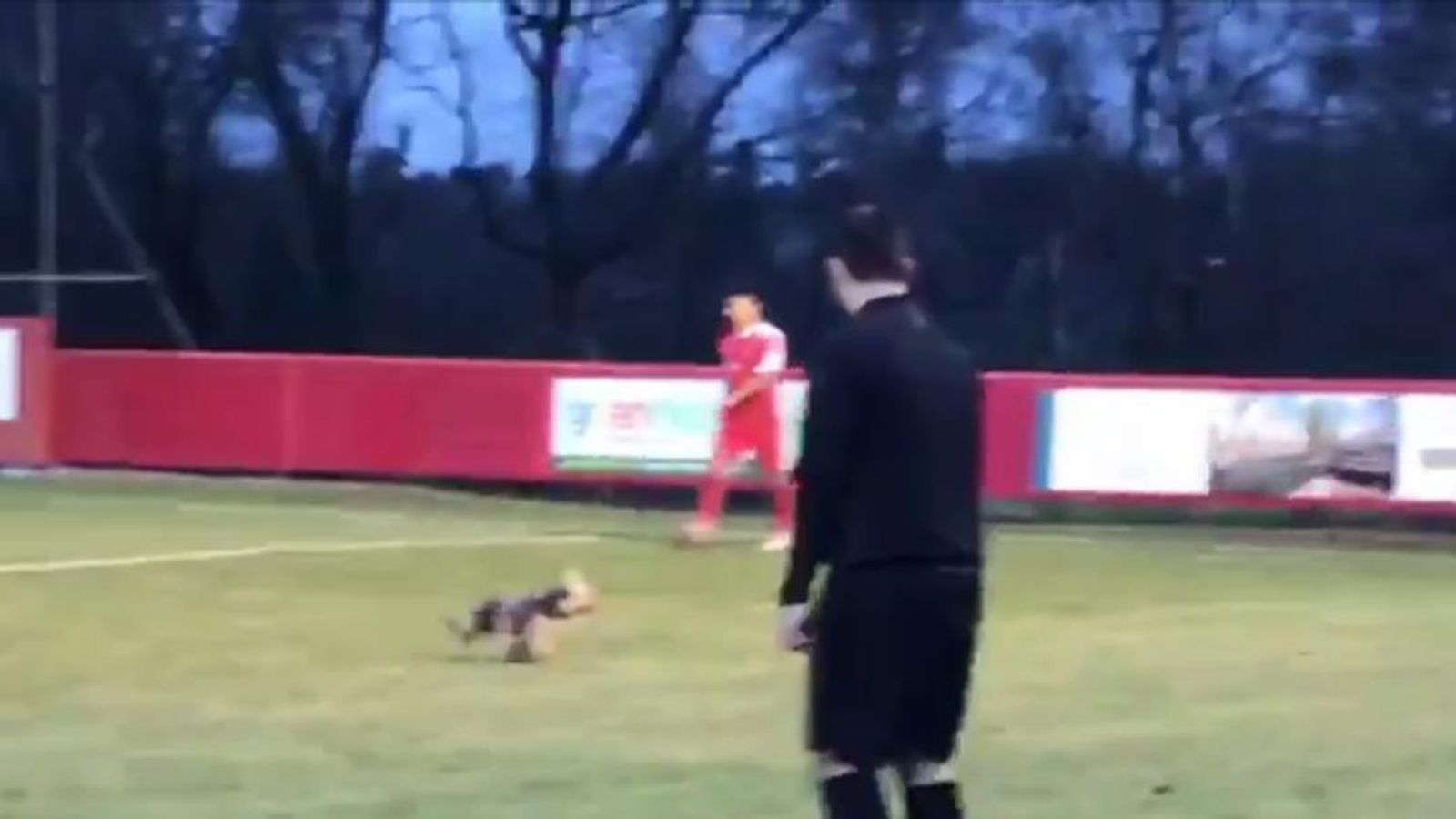 Sign Him Up! Dog Invades Football Pitch | UK News | Sky News