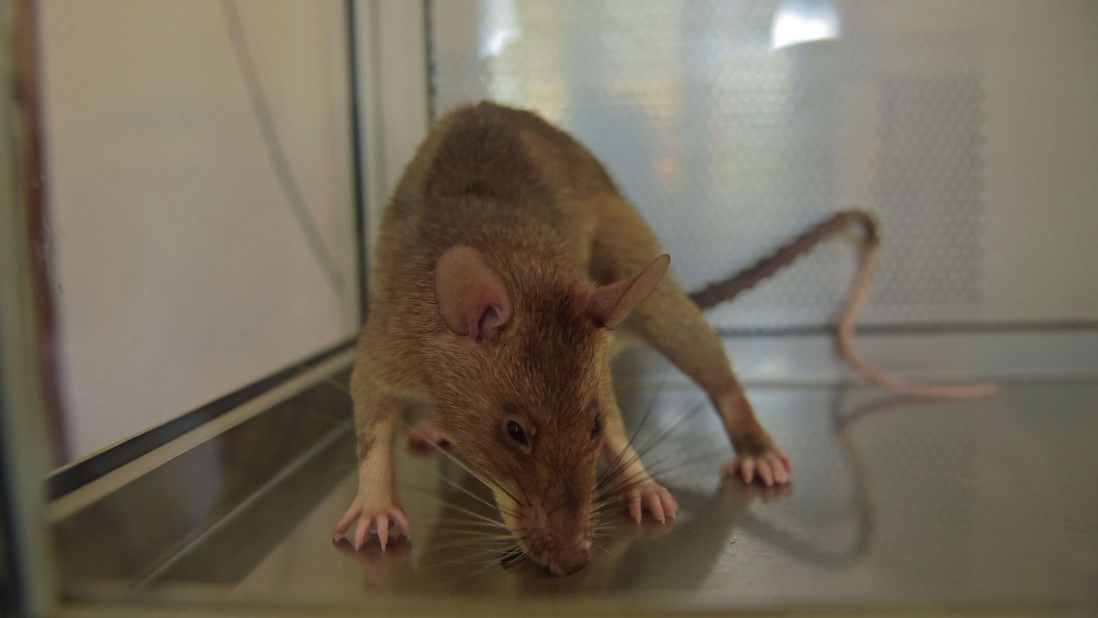 3D printing helps heal spinal cord injuries in rats | Science, Climate ...