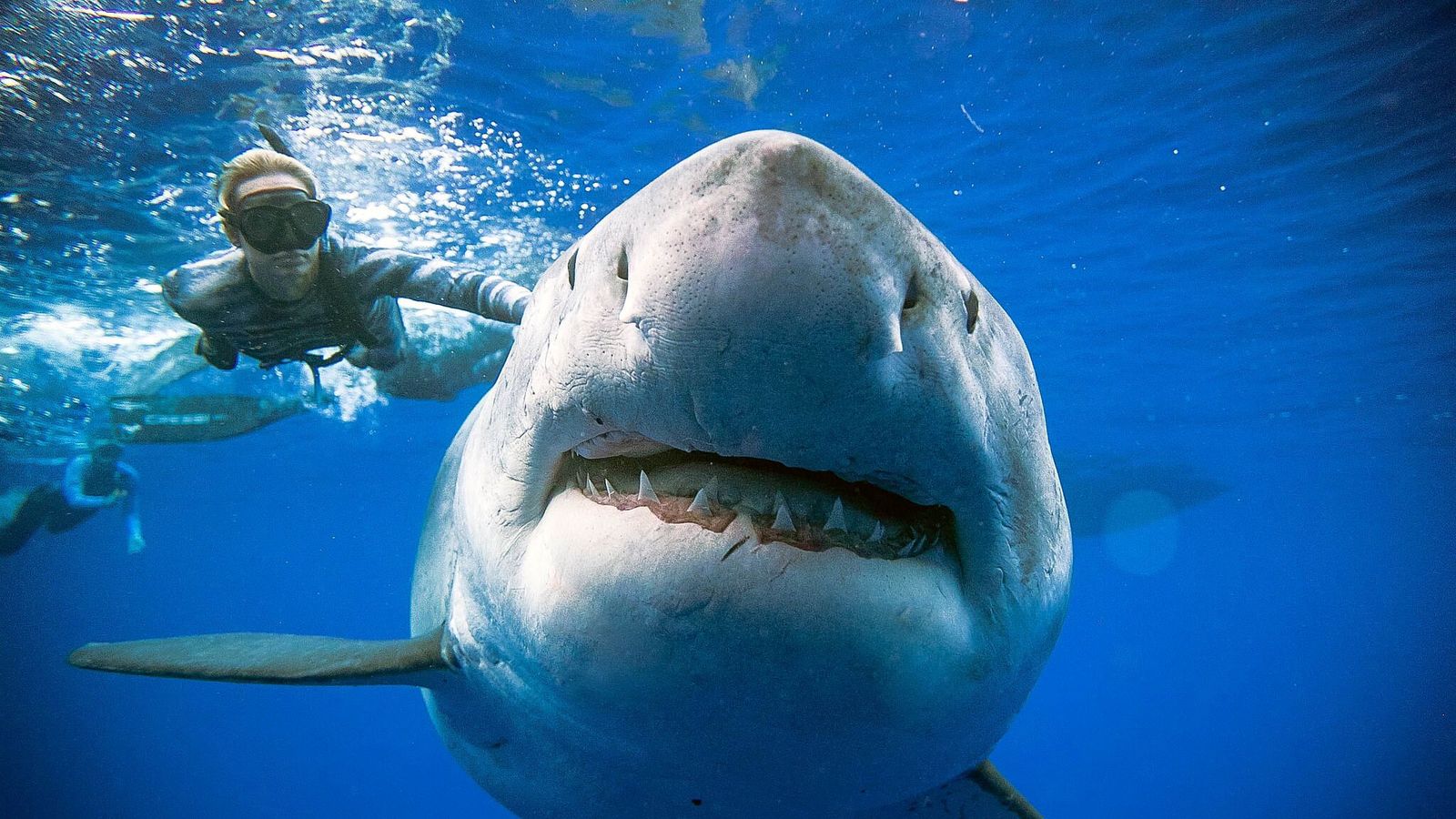 Jaws-dropping! World's 'biggest great white shark' snapped ...