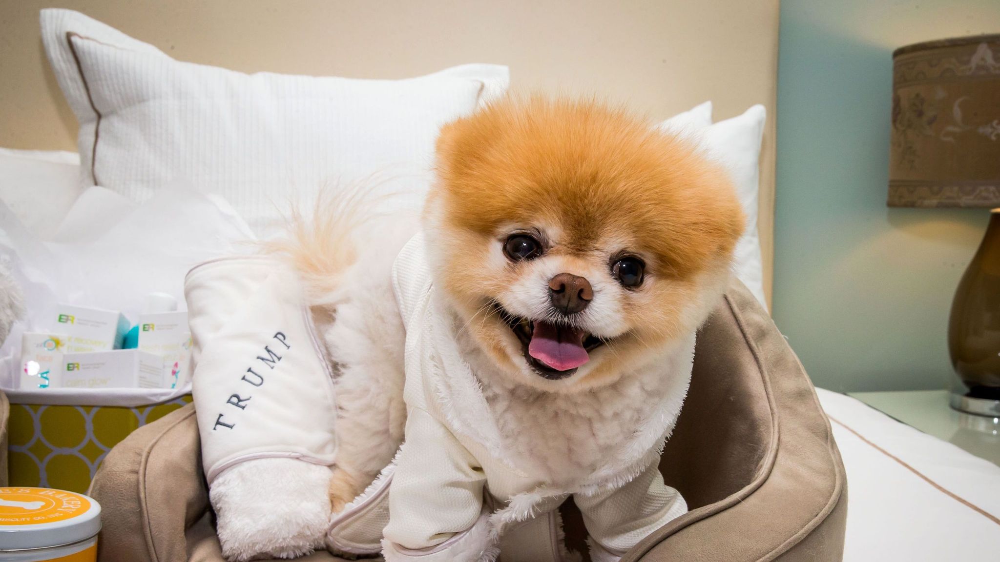 World S Cutest Dog Boo Dies From Broken Heart Us News Sky News