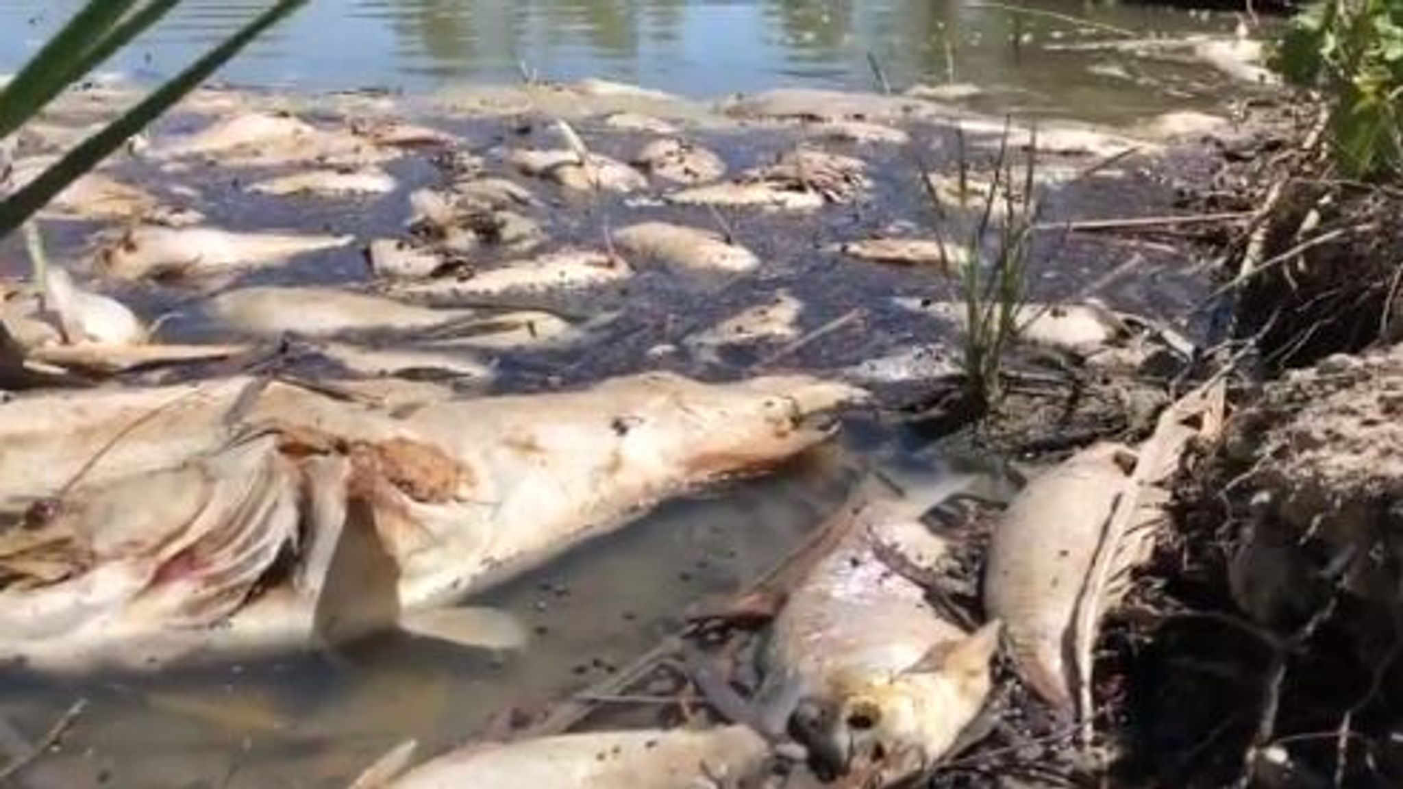 regn smag øretelefon One million' fish die in Australian river in 'ecological catastrophe' |  World News | Sky News