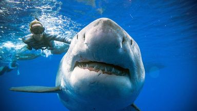 deep blue shark in hawaii