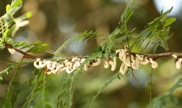 Cotton stringy scale: Imported bugs are 'first new garden pest of the year' Cotton stringy scale: Imported bugs are 'first new garden pest of the year'