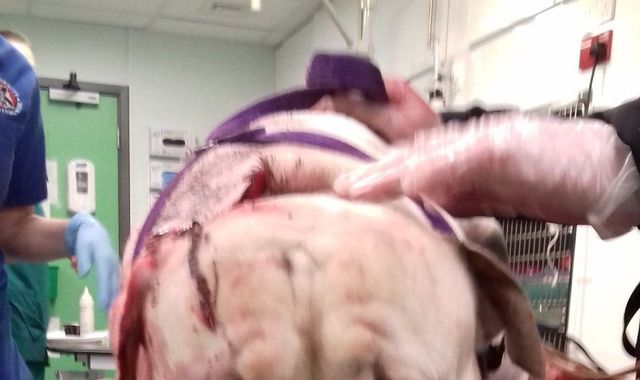 Appeal after stray dog found in Edinburgh with blade embedded in his neck Appeal after stray dog found in Edinburgh with blade embedded in his neck