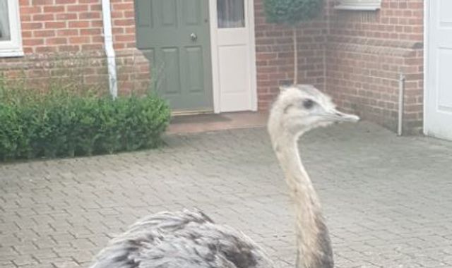 Rhea named after Chris Rea on the run after escaping from farm Rhea named after Chris Rea on the run after escaping from farm