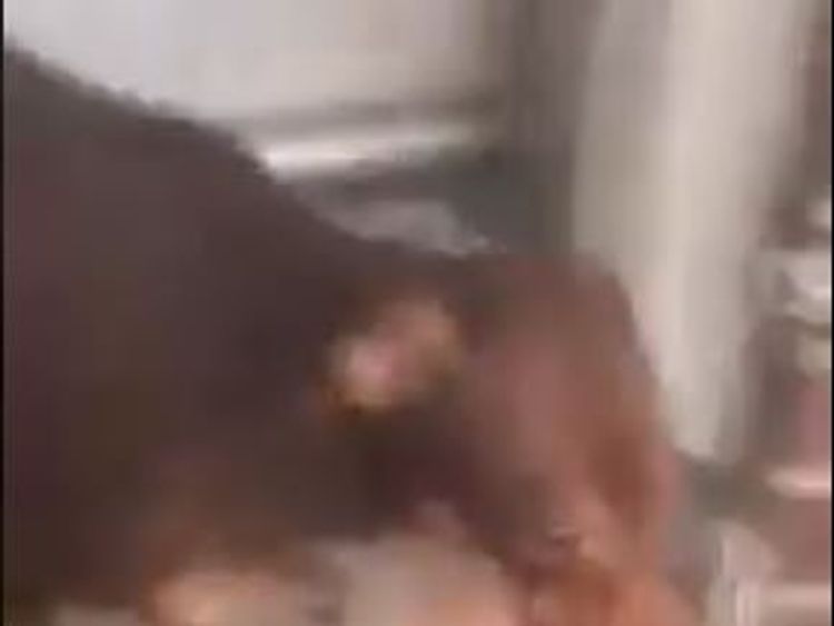 Arkansas sheriff's deputy fired after shooting small dog