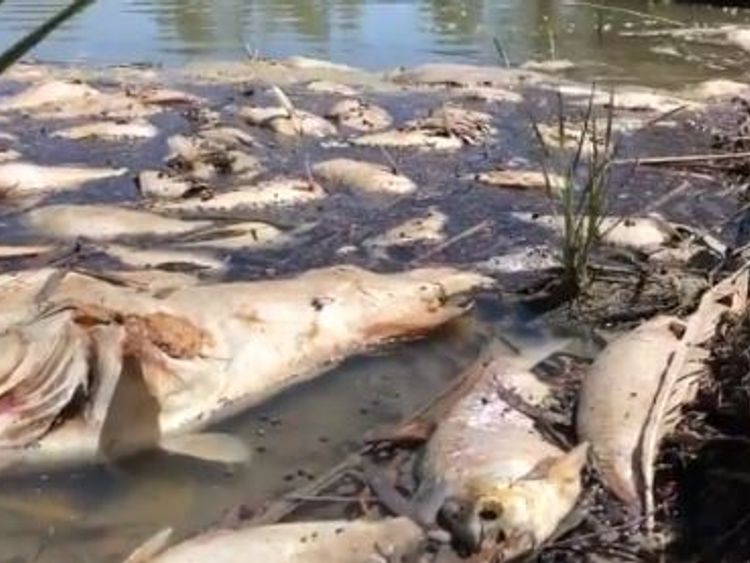 There have been four mass fish deaths since Christmas on the Darling River. Pic: Jeremy Buckingham