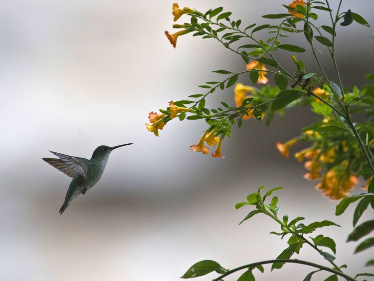 A hummingbird flies close to a flower during the Birding Rally Challenge at 'Aguas Calientes' Cuzco on December 05, 2012. The Birding Rally Challenge is a competition, involving teams of well known birders, where participants must cover the greatest number of habitats within a relative small geographical area and in a limited amount of time, allowing them to appreciate the biodiversity of Peru. AFP PHOTO/ERNESTO BENAVIDES (Photo credit should read ERNESTO BENAVIDES/AFP/Getty Images) 