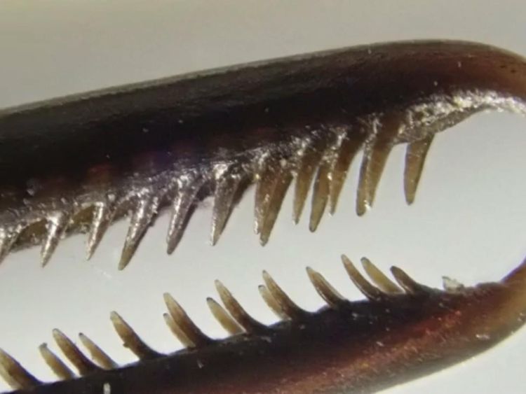 Nevermind the nectar Hummingbird beaks evolving for fighting, rather