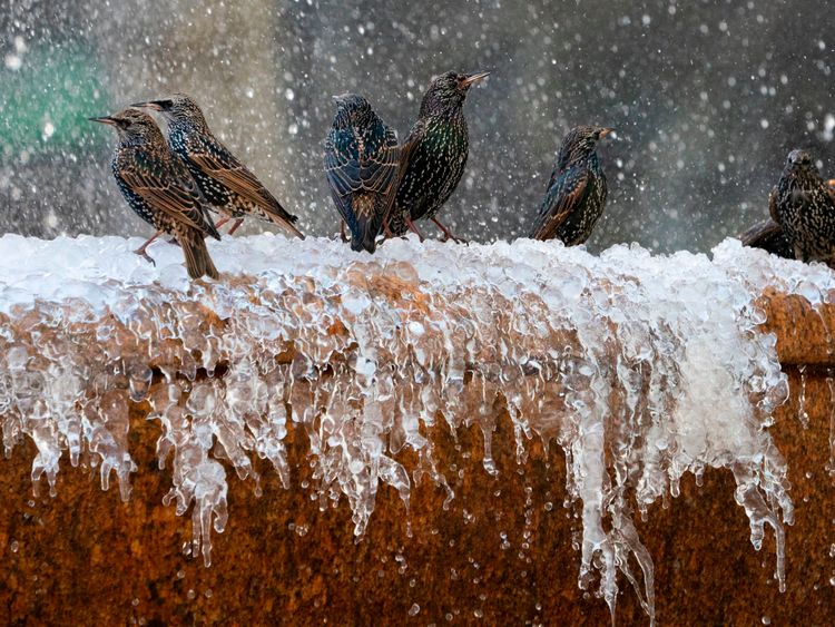 Birds play in the frozen fountain in Bryant Park January 11, 2019 in New York