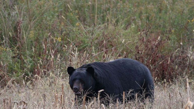 Black bears are found in the woods in North Carolina. File pic