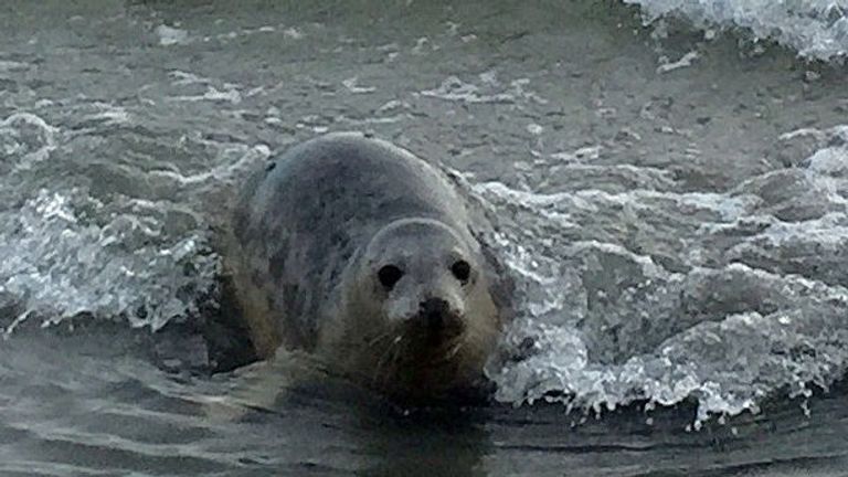 Undernourished seal pups Bran and Thor returned to sea in Northern ...