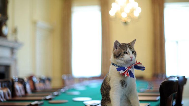 Larry, the 10 Downing Street cat, sits on the cabinet table wearing a British Union Jack bow tie ahead of the Downing Street street party.
