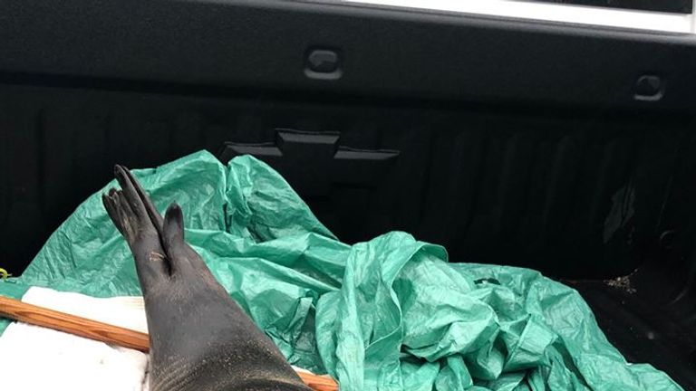Police returned this seal to the sea after giving it a lift in the back of a truck. Pic: Royal Canadian Mounted Police