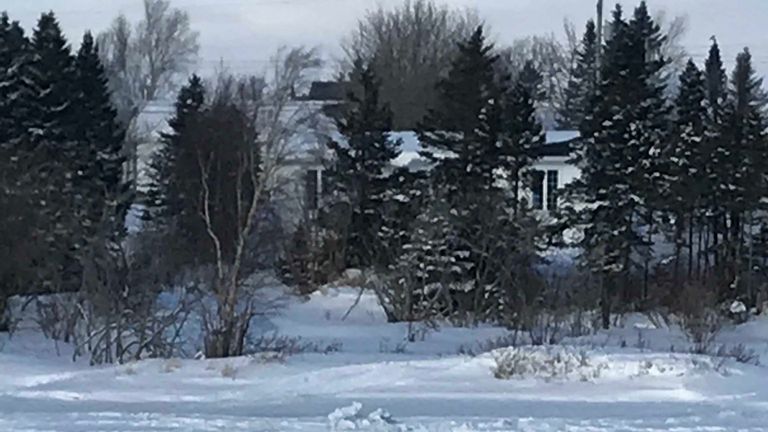 Dozens of seals have been sighted in the town. Pic: Brendon Fitzpatrick