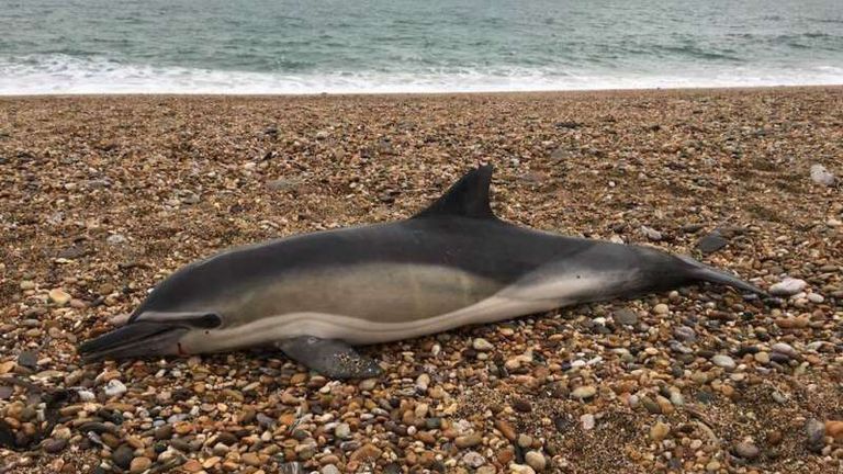 Common dolphin washed up on a beach. Pic: Frazer Hodgkins & CSIP