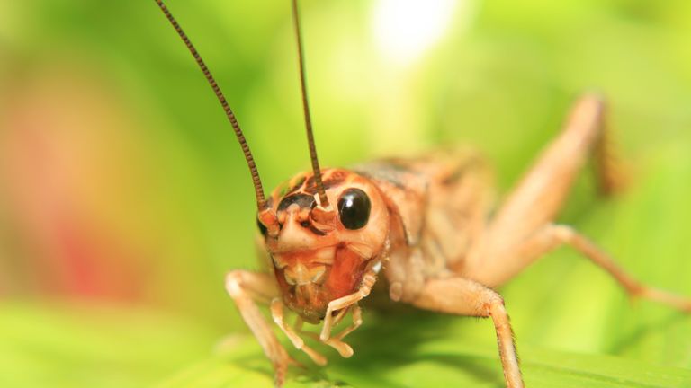 Macro of a cricket on a leaf