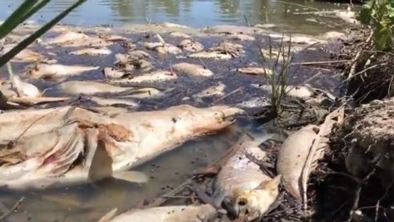 There have been four mass fish deaths since Christmas on the Darling River. Pic: Jeremy Buckingham