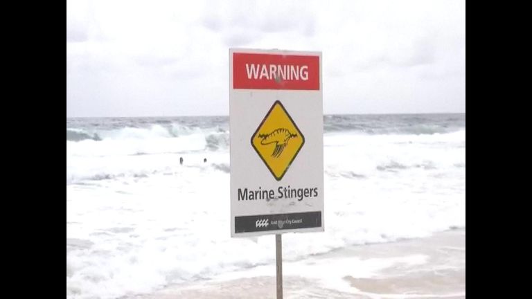 Thousands stung in Australian blue bottle invasion