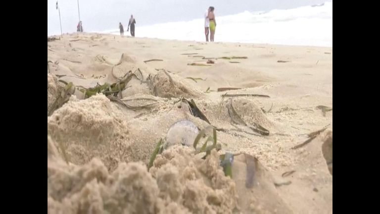 Thousands stung in Australian blue bottle invasion