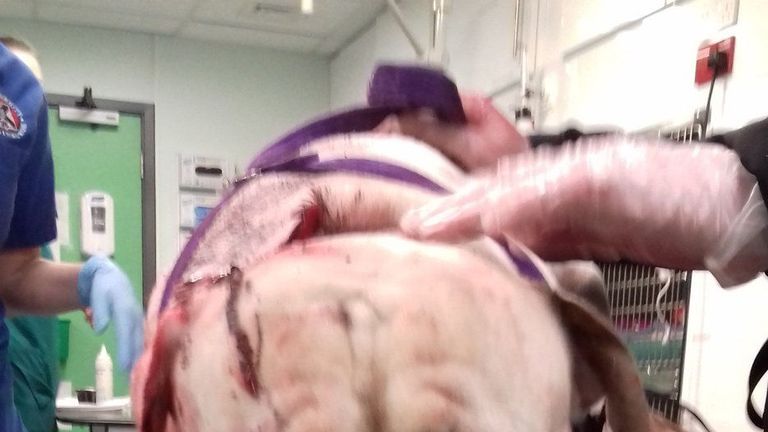 The stray Johnston Bull Terrier was found injured in Edinburgh