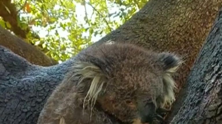 Koala takes advantage of sprinkler in Australia heatwave