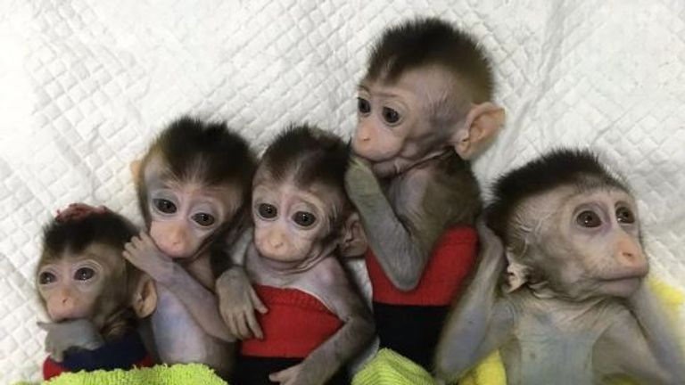 The five macaques were cloned then gene-edited to show symptoms of mental illness. Pic: Institute of Neuroscience, Chinese Academy of Sciences