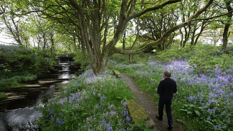 A man wanders through the Woodwick House hyacinth covered ground in Orkney