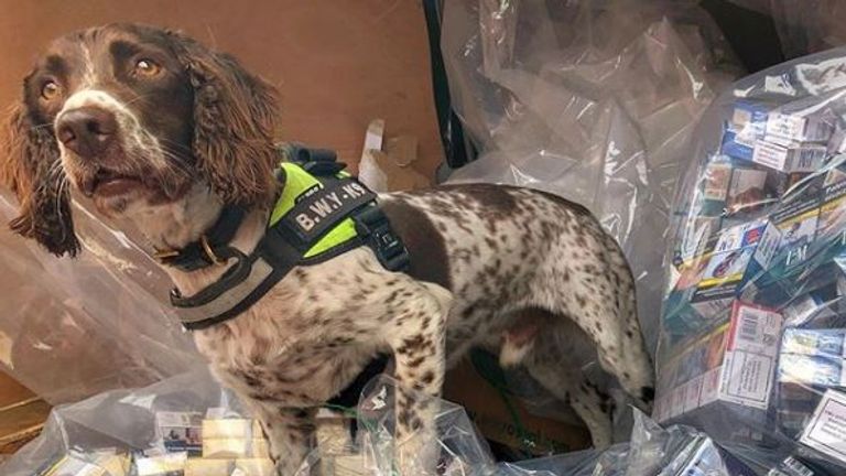 Gang hunt sniffer dog who has found illegal tobacco worth £6m, UK News