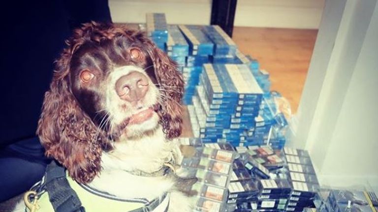 Gang hunt sniffer dog who has found illegal tobacco worth £6m, UK News