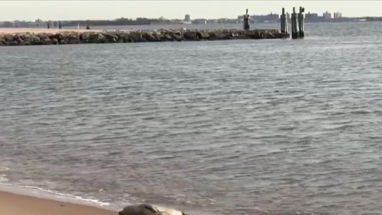 Seal basks in sunshine on Staten Island Beach in New York