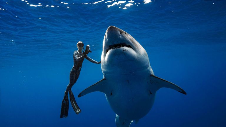 Deep Blue is estimated to be six metres long and weigh two and a half tons. Pic: @JuanSharks/@OceanRamsey/Juan Oliphant/oneoceandiving.com 