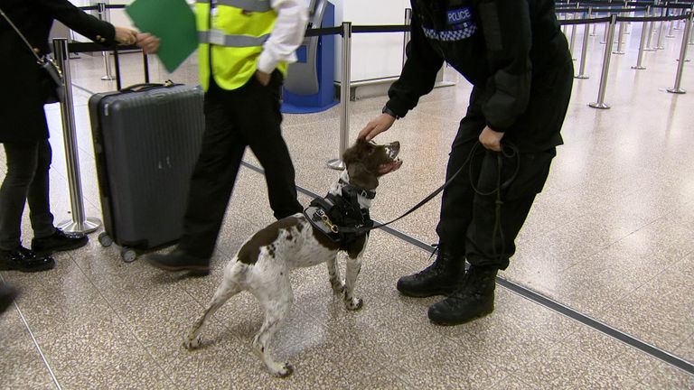 This is Spencer, one of the police dogs who helps patrol Birmingham airport.